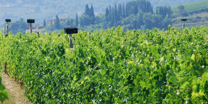 hauts parleurs dans les vignes