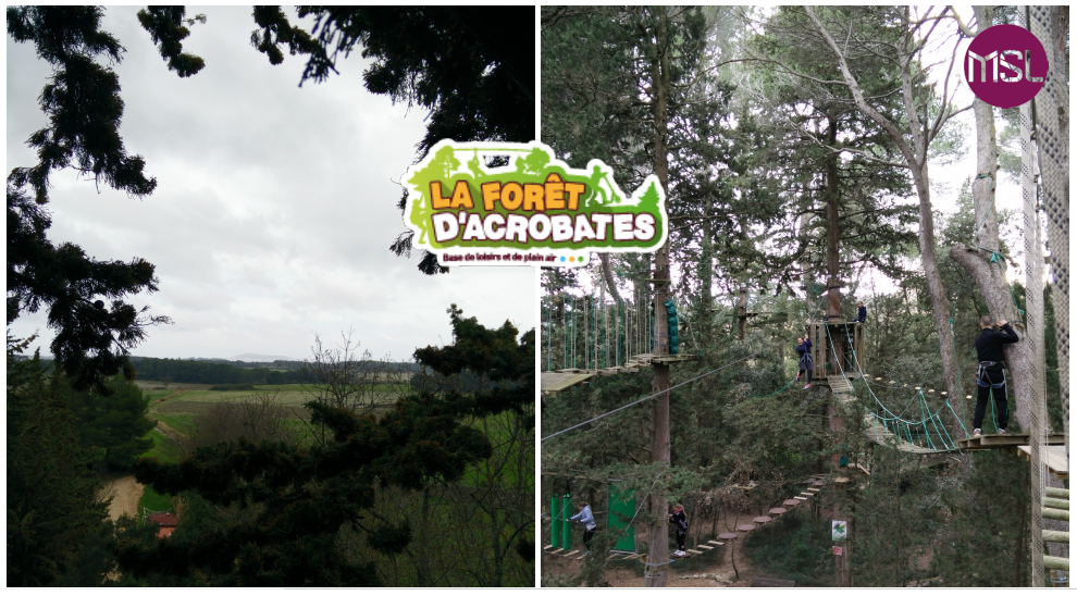 Là-haut, dans les arbres !