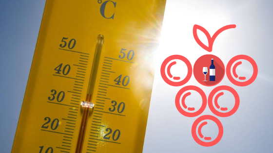 La canicule et le vin