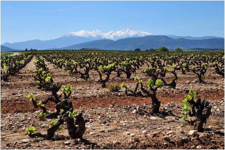 Perpignan, capitale européenne du vin