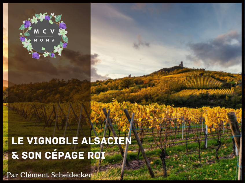 Le vignoble alsacien et son cépage roi