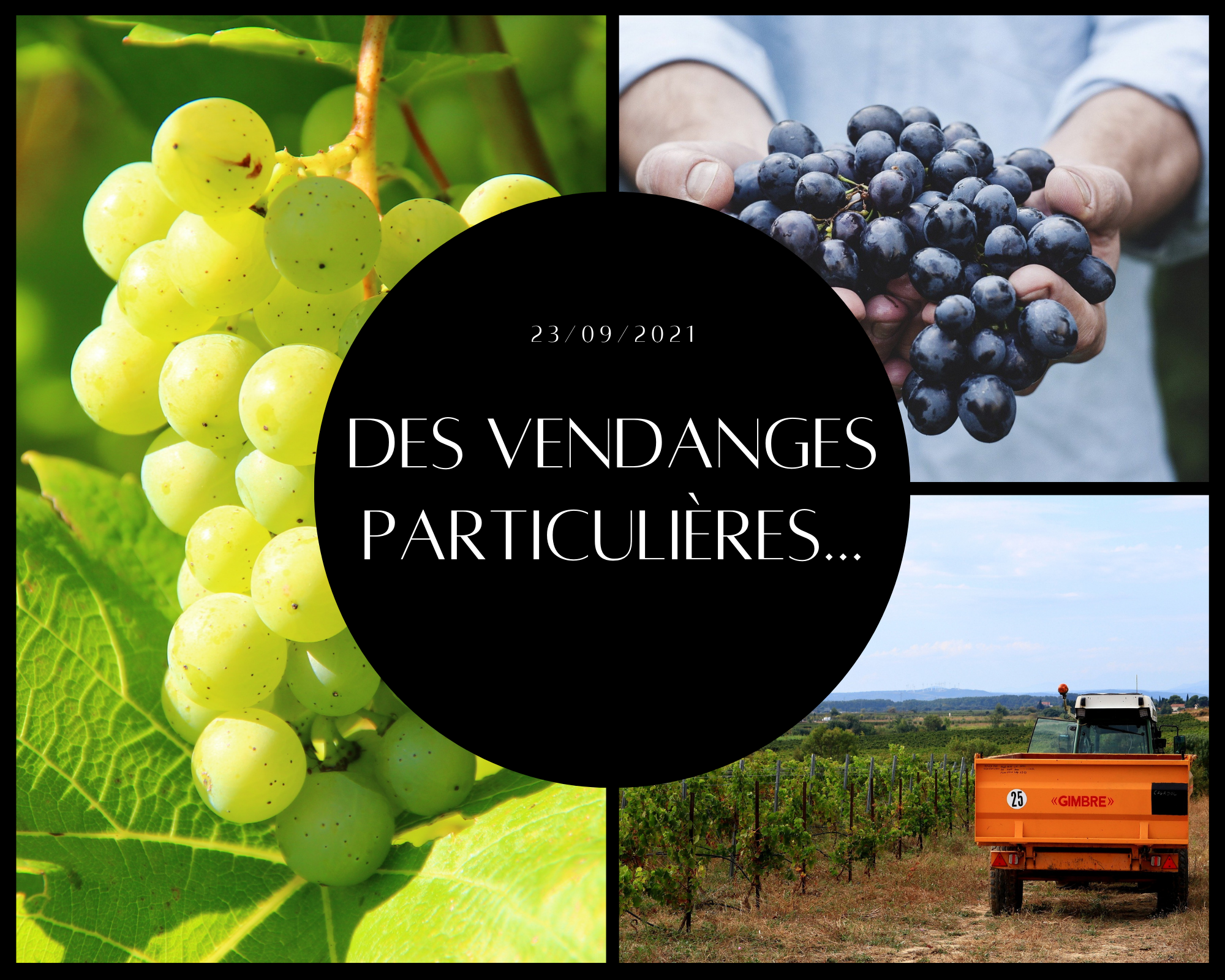 Des vendanges particulières…