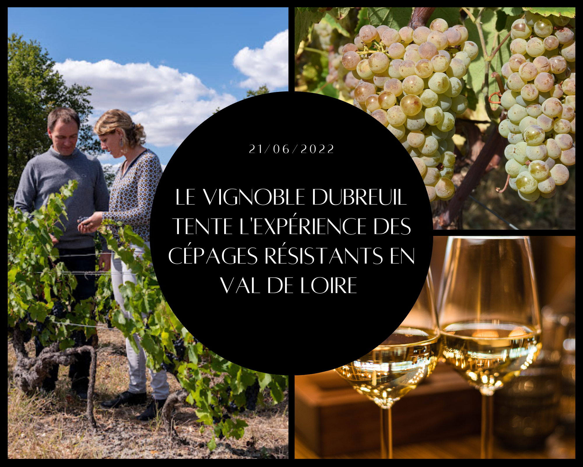 Le vignoble Dubreuil tente l’expérience des cépages résistants en Val de Loire