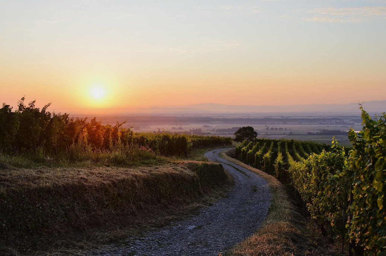 Le modèle oenotouristique de l’Alsace: une expérience viticole unique