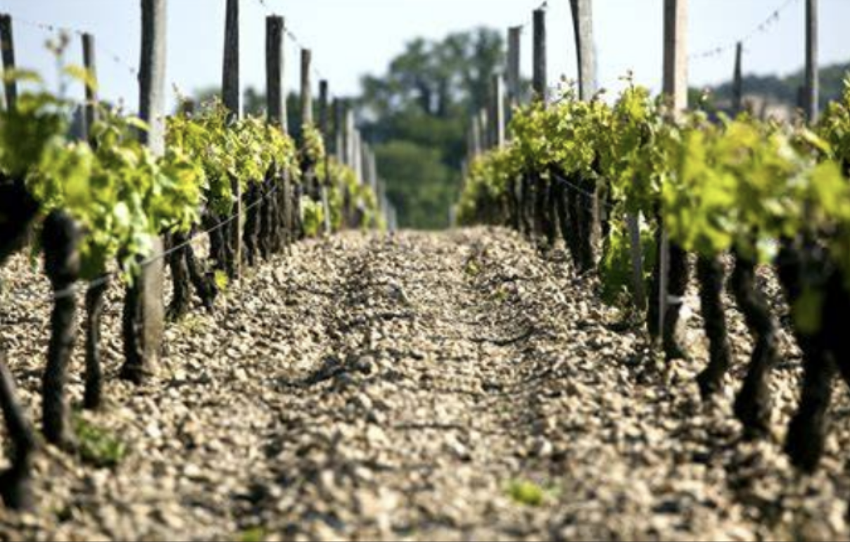 La notion de terroir dans le vin : une identité en bouteille