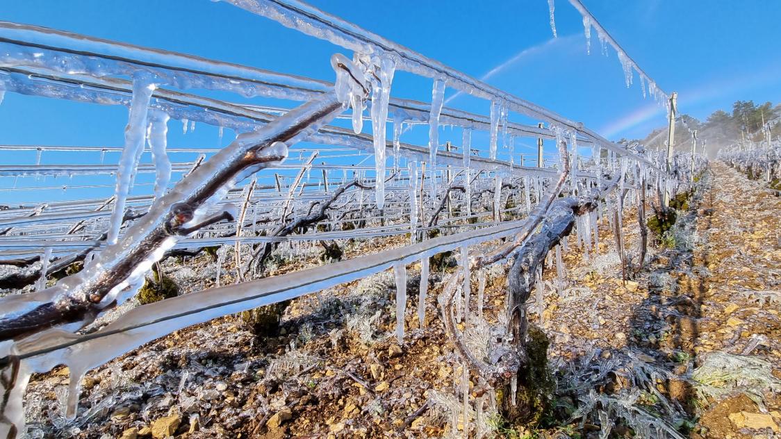Les vignobles extrêmes : quand la vigne défie les éléments