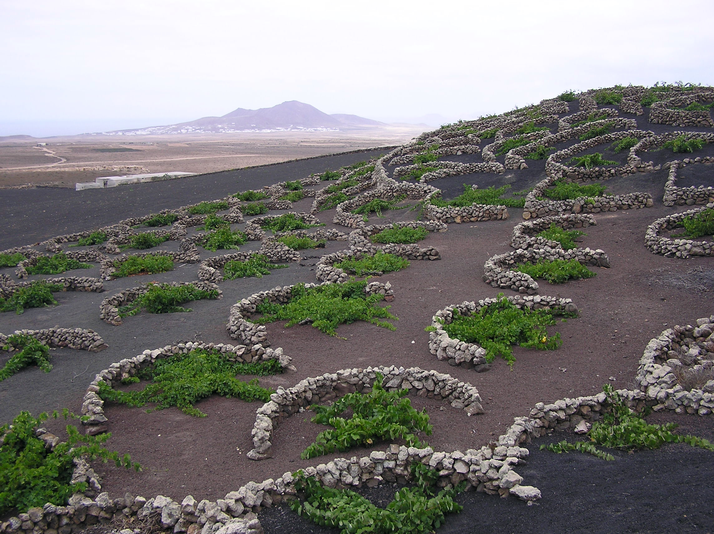 Les vins volcaniques : quand la vigne pousse sur la lave