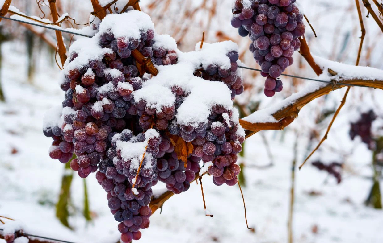 Les vins de glace : qu’es aquò ?
