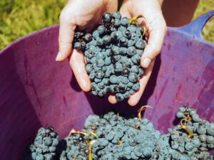 Vendanges 2026 dans un vignoble français